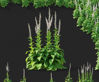 Modern Plant-ID:354459317