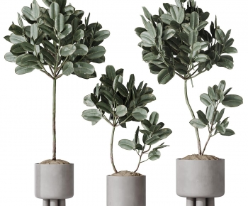 Modern Ground Green Plant Potted Plants-ID:977658038