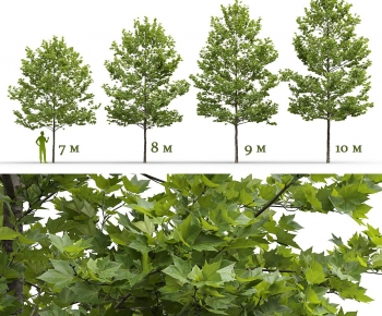 Modern Tree-ID:794859894