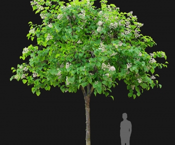 Modern Tree-ID:356519945