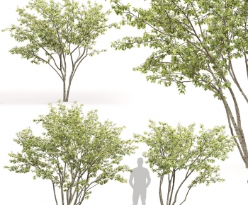 Modern Tree-ID:936307919