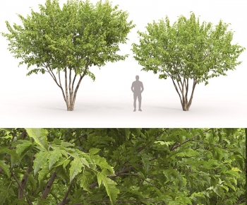 Modern Tree-ID:229892021