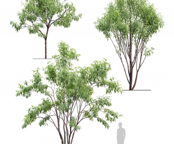 Modern Tree-ID:695008049