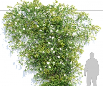 Modern Plant-ID:464791067