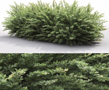 Modern Shrubbery-ID:891530991