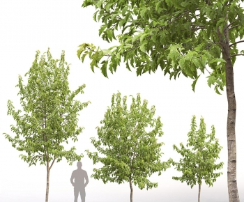 Modern Tree-ID:509018905
