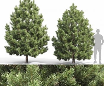 Modern Tree-ID:982866056