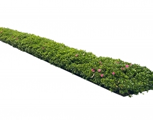 ModernPlant Leaves