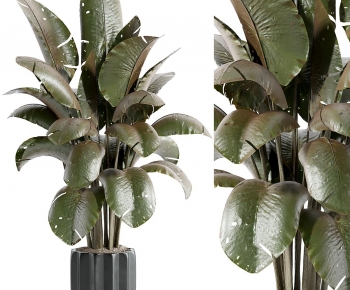 Modern Ground Green Plant Potted Plants-ID:232601885