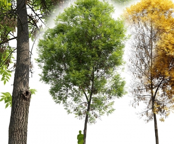 Modern Tree-ID:833599659