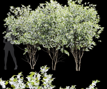 Modern Tree-ID:466065881