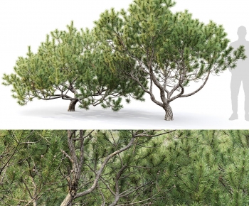 Modern Tree-ID:240557914