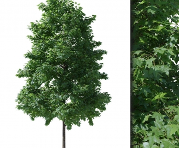 Modern Tree-ID:686249713