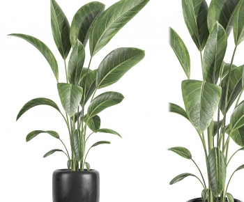 Modern Ground Green Plant Potted Plants-ID:540741925