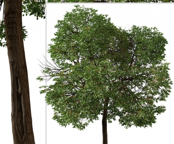 Modern Tree-ID:650489099