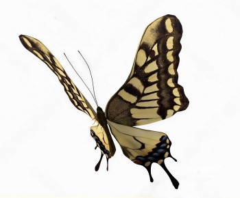 Modern Flying Animals-ID:432903058
