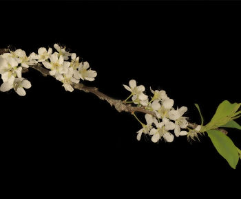 Modern Flowers And Grass-ID:117099058