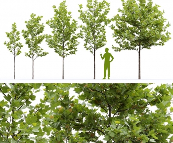 Modern Tree-ID:138762951