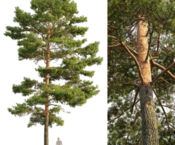 Modern Tree-ID:655194046