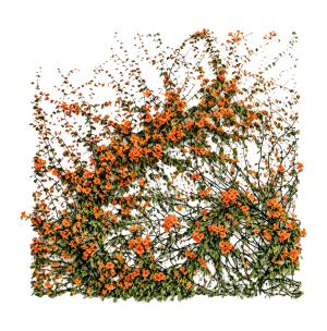 ModernPlant Leaves
