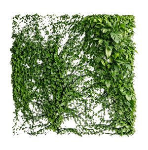 ModernPlant Leaves