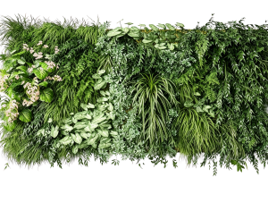 ModernPlant Leaves