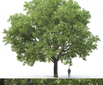 Modern Tree-ID:690876969