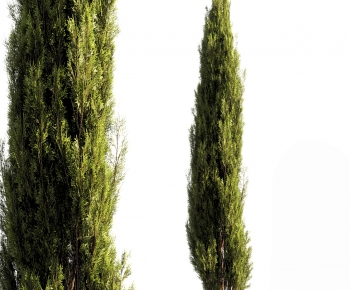 Modern Tree-ID:338754896