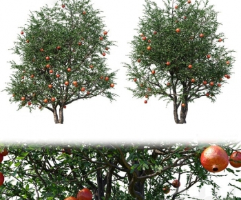 Modern Tree-ID:762840038