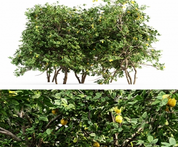 Modern Tree-ID:610809091