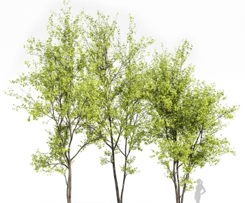 Modern Tree-ID:659274104