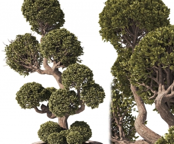 Modern Tree-ID:109993939