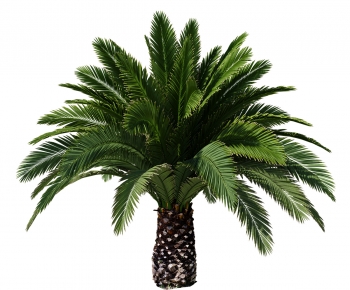 Modern Tree-ID:323857074
