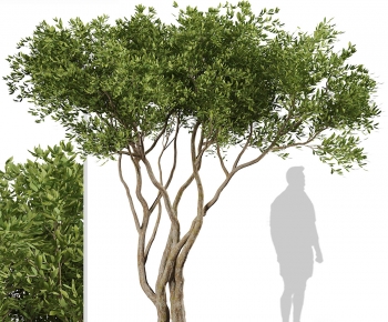 Modern Tree-ID:843799115