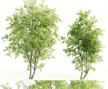 Modern Tree-ID:417268992
