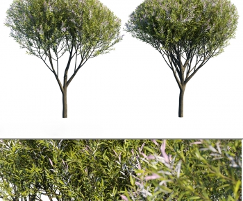 Modern Tree-ID:909257894