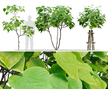 Modern Tree-ID:191586973
