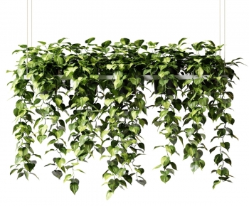 Modern Plant-ID:335700997