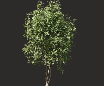 Modern Tree-ID:961139262