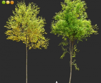 Modern Tree-ID:472336059