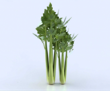 Modern Crop-ID:681607967