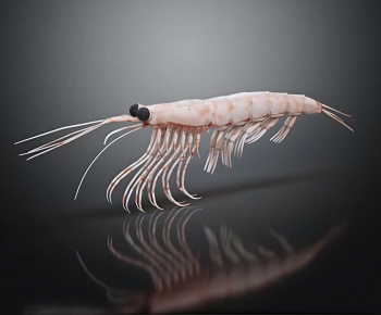Modern Aquatic Animals-ID:935847041