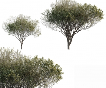 Modern Tree-ID:211153036