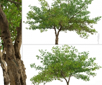 Modern Tree-ID:442126043