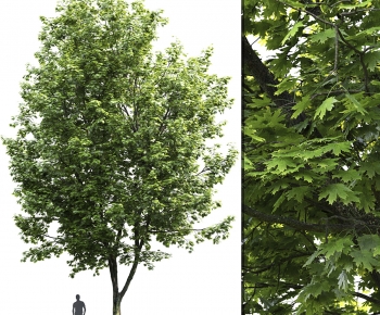 Modern Tree-ID:317080979