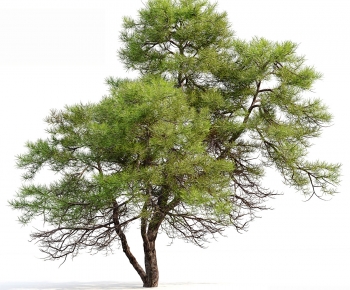 Modern Tree-ID:527956967