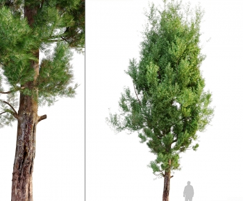 Modern Tree-ID:336915027
