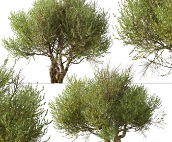Modern Tree-ID:111243965