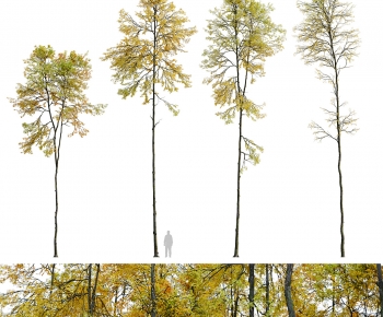 Modern Tree-ID:773061048