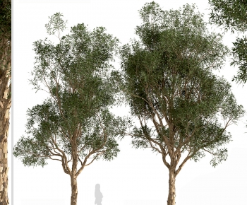 Modern Tree-ID:279792071